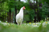 Fototapeta Na sufit - Free range white chicken leghorn breed in summer garden. Animal photography