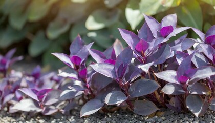 Wall Mural - Shades of Purple: Unraveling the Charm of Tradescantia Pallida