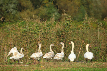 Wall Mural - Mute swans family on the lake coast