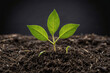 young green plant growing in soil, earth nature, global warming, business growth