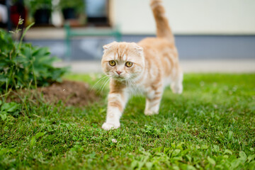 Wall Mural - Young playful red Scottish Fold cat relaxing in the backyard. Gorgeous striped peach cat with yellow eyes having fun outdoors in a garden or a back yard.