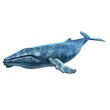 Photo of Blue Whale isolated on white background