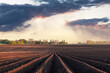 Agricultural field with even rows and watering rainy clouds on background. Spring agriculture concept