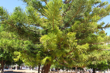 Wall Mural - pine tree on the background of the blue sky