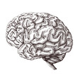 Hand drawn human brain sticker with a white border design element