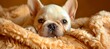 Stylish french bulldog puppy lounging in a cozy bed, a fashionable and elegant furry companion