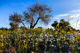 Fototapeta Na ścianę - Flores blancas en el olivar