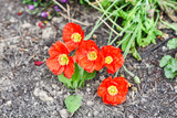 Fototapeta Pomosty - Red poppies growing in the garden in spring.
