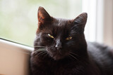 Fototapeta Pomosty - Portrait of a black beautiful cat.