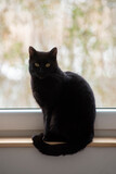 Fototapeta Pomosty - Portrait of a black beautiful cat.