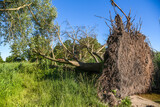 Fototapeta Pomosty - A tree fallen by the wind in summer with its roots visible.