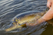 Carpfishing session at the Lake.Large carp fish being released back into the lake water after being caught.Fishing adventures.Catch and release sport fish