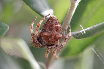 Canvas Print - Hidden spider macro