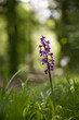 Orchidée violette sous bois nature