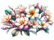 frangipani flowerclipart watercolor