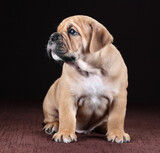 Fototapeta Koty - Cute little continental bulldog puppy
