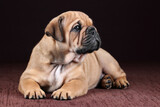 Fototapeta Koty - Cute little continental bulldog puppy