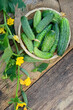 fresh ripe young green cucumbers on rustic wooden table. picking Organic raw vegetables. harvest season. cultivation of useful vegetables. top view