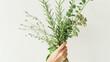 Woman hand holding a bunch of culinary herbs. Mediterranean cuisine ingredients. Fresh thyme rosemary sage basil