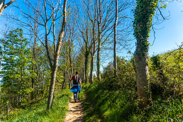 Wall Mural - A man walking through a forest near the Zumaia flysch, Gipuzkoa. Basque Country