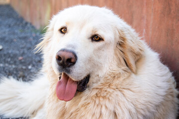 tan mastiff cross dog with chocolate nose