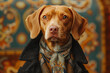 Portrait of a Hungarian Pointer (Vizsla) dog in stylish vintage clothes in a retro interior