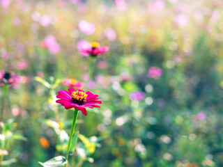 Wall Mural - Beautiful purple gerbera flowers at cosmos field in moring sunlight. amazing of gerbera flower field landscape. nature gerbera flower  background.