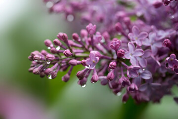 Wall Mural - Raindrops on violet lilac after rain