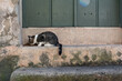 A cute kitten eating food next to a door. Street animal.