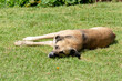 A domestic brown dog lying on the grass.