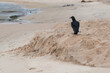 A black vulture standing on the sand of a beach looking for food.