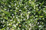 Fototapeta Sypialnia - Blue tiny flowers on spring blooming green meadow