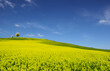 Hilly landscape with oilseed rape fields and blue sky. View of sunny hillside landscape with yellow field and flowering trees, spring season.