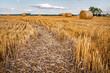 Ripe wheat ears and straw bales on the agricultural field