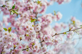 Fototapeta Tęcza - Delicate and beautiful cherry blossom against blue sky background. Sakura blossom. Japanese cherry blossom.