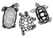 Turtle animal engraving PNG illustration. Scratch board style imitation. Black and white hand drawn image.