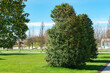 Evergreen Prunus lusitanica (Portugal laurel) in city park Krasnodar. Public landscape 'Galitsky park' for relaxation and walking in sunny spring 2024.