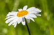 Oxeye Daisy flower 
