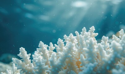 Wall Mural - Coral bleaching due to pollution and rising sea temperatures