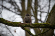 Bird nutcracker close up sitting on a branch