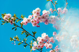 Fototapeta Tęcza - Motion Blur Background. Beautiful and cute pink Kawazu Zakura (cherry blossom) against blue sky with sun rays, wallpaper background.