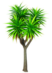 Wall Mural - 3D Rendering Cabbage Palm Tree on White