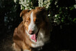A brown Australian Shepherd sits and poses in a spring park next to a spirea bush with white flowers. Beautiful dog aussie red tricolor on a walk with a happy face. Top view close up portrait.