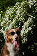 A brown Australian Shepherd sits and poses in a spring park next to a spirea bush with white flowers. Beautiful dog aussie red tricolor on a walk with a happy face. Puppy with sunglasses outside.
