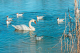 Fototapeta Tęcza - Playful seagulls and white swan against the backdrop of a pond with reeds .