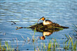 A great crested grebe on the nest