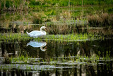 Fototapeta Sawanna - A white mute swan in the wild