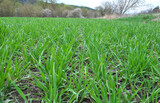 Fototapeta Storczyk - Spring landscape with winter wheat