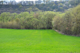 Fototapeta Storczyk - Spring landscape with winter wheat
