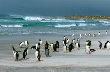 Sticker - Manchot papou, .Pygoscelis papua, Gentoo Penguin,  Iles Falkland, Malouines